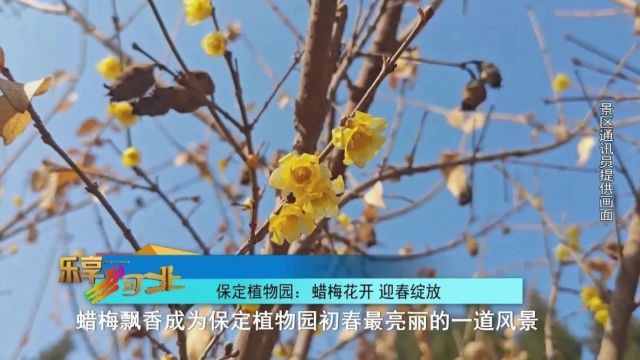 花开燕赵 美丽河北|春光无限好,赏花正当时!