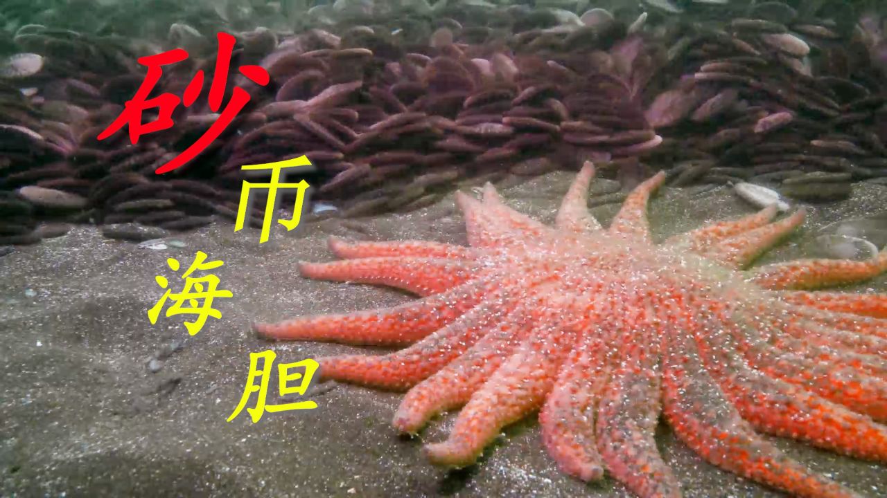 有一种海胆叫做"砂币"!