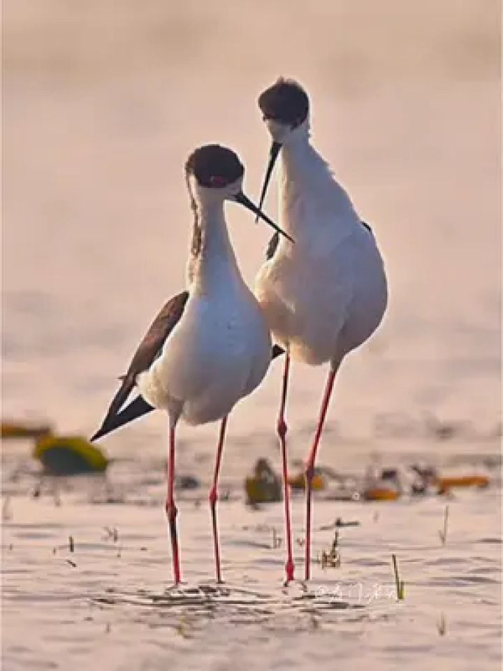 鸟儿的浪漫,跟人类一样一样的.#动物世界 #浪漫 #求偶 #原创视频