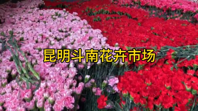 漫步昆明斗南花市,观赏亚洲最大的鲜切花交易市场