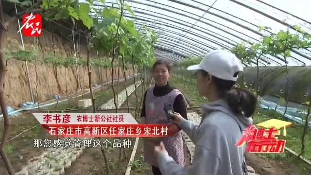 科技助农 | 葡萄新品种妮娜皇后的种植管理小贴士