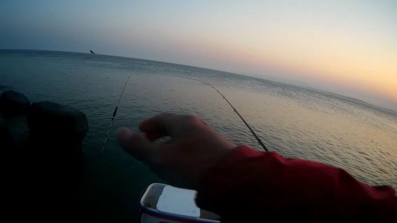 海钓矶钓,南极虾加练饵,黑鲷鱼能拉一天,钓况甚佳