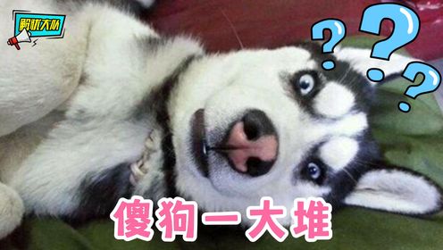 家有傻狗一大堆，我是真的很悲催_综艺_高清完整版视频在线观看_腾讯视频