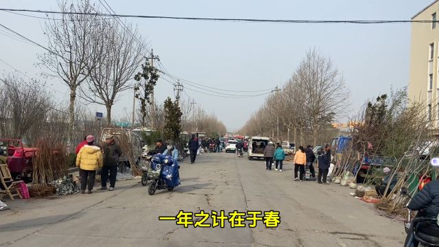 潍坊坊子区买苗木果树的好去处,前埠头大集的苗木市场,来逛逛