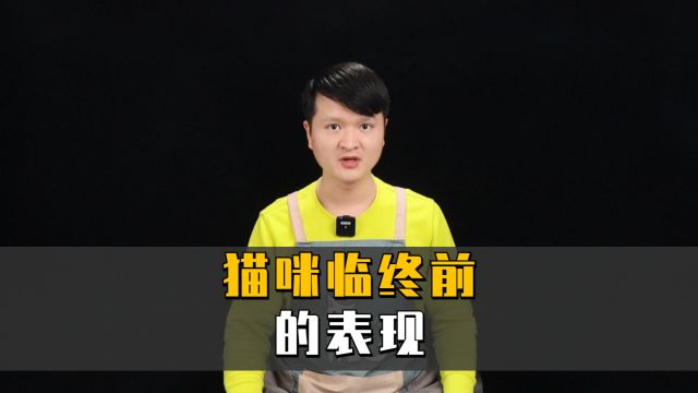 一只临终前的猫咪会有什么表现呢?