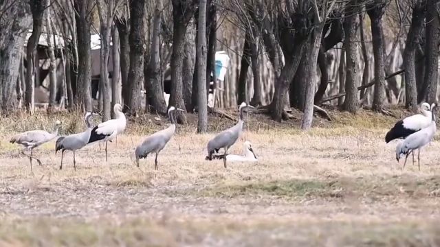 云南省大理州剑川县东方白鹳与灰鹤相伴觅食 鸟中国宝东方白鹳和千岁鹤同框共享剑湖春光