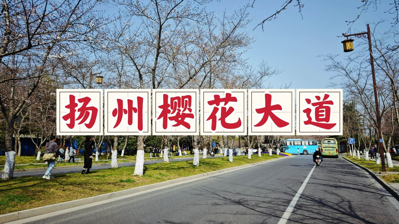 车游扬州鉴真大道,邂逅烟花三月里的最美樱花,沿途游客真的好多