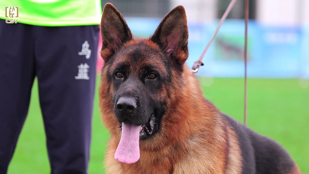 2023年csv德国牧羊犬云南地方展青年公犬组sg4犬只讲评