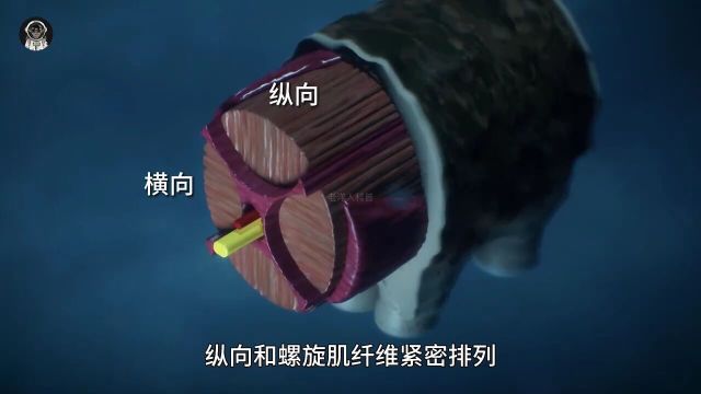 发明章鱼的人可真是个天才,动画演示章鱼独特的身体结构