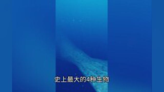 超出想象的12种最大生物3