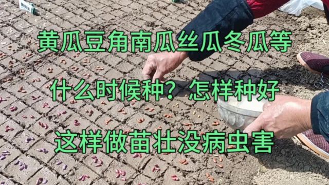 黄瓜豆角南瓜丝瓜等,什么时候种?怎样种好?这样做苗壮没病虫害