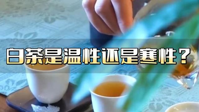 心灵壹号:关于白茶是温性还是寒性你知道吗?