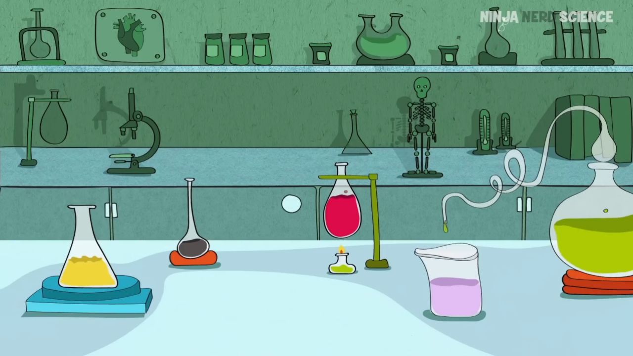 endocrinology | adrenal gland: cortisol