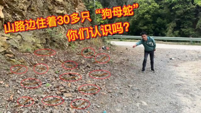 山路边住着30多条“狗母蛇”,很多人没见过,拍给大家看看