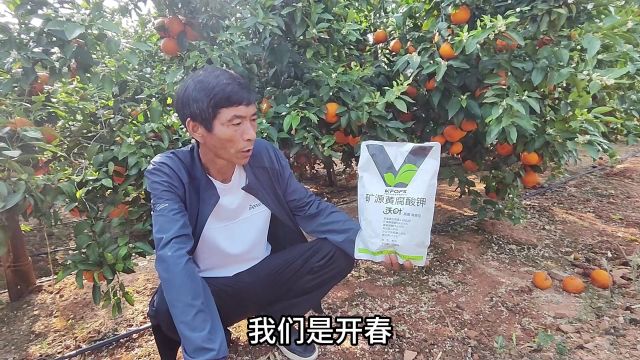 微生物菌剂它是高菌高碳的,比普通的用下去效果好,云南吴叔沃柑用夫沃施沃叶矿源黄腐酸钾,现在树势好、果品好,对效果非常认可.