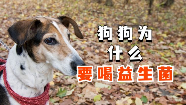 狗狗为什么要喝益生菌?别错过它了