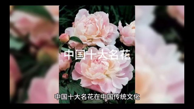 中国十大名花