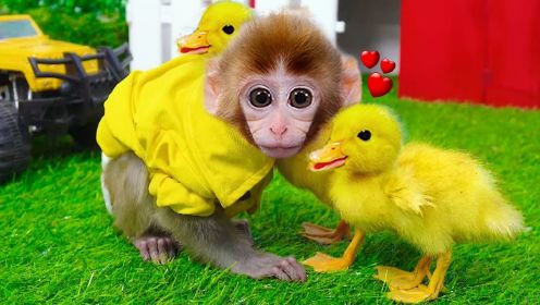 有趣的小猴子：小猴子与小鸭子结伴，别开生面的历险记就此展开！