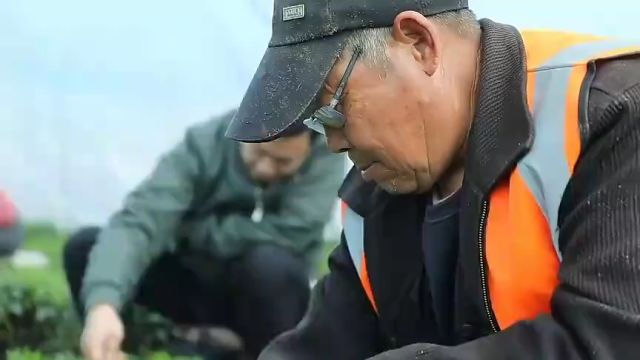 青岛市即墨区鳌山卫街道:春茶吐新芽 采摘正当时