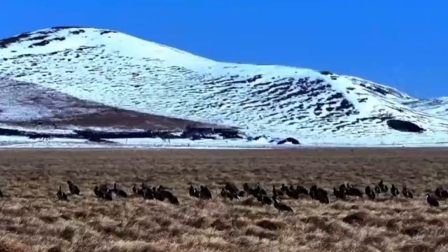 国家一级保护野生动物黑鹳现身四川若尔盖湿地