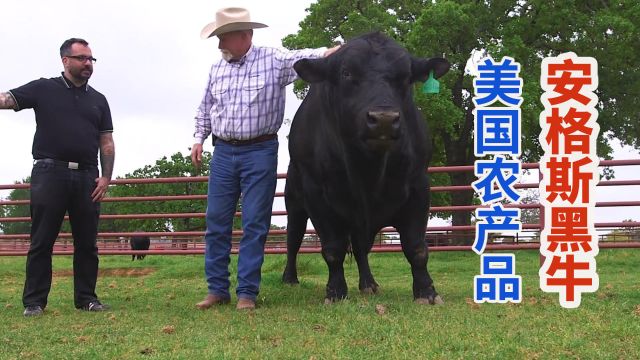 美国德州安格斯牛黑牛牧场,种牛活动自由无压力出肉率高