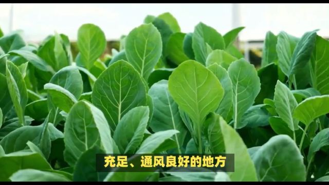 4月到了,清明前后种瓜种豆,你的春菜开始种了吗?