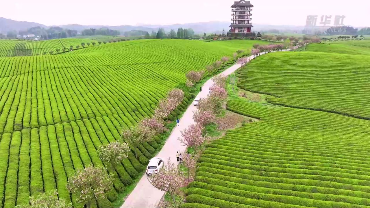 "中国茶海":春茶吐绿美如画