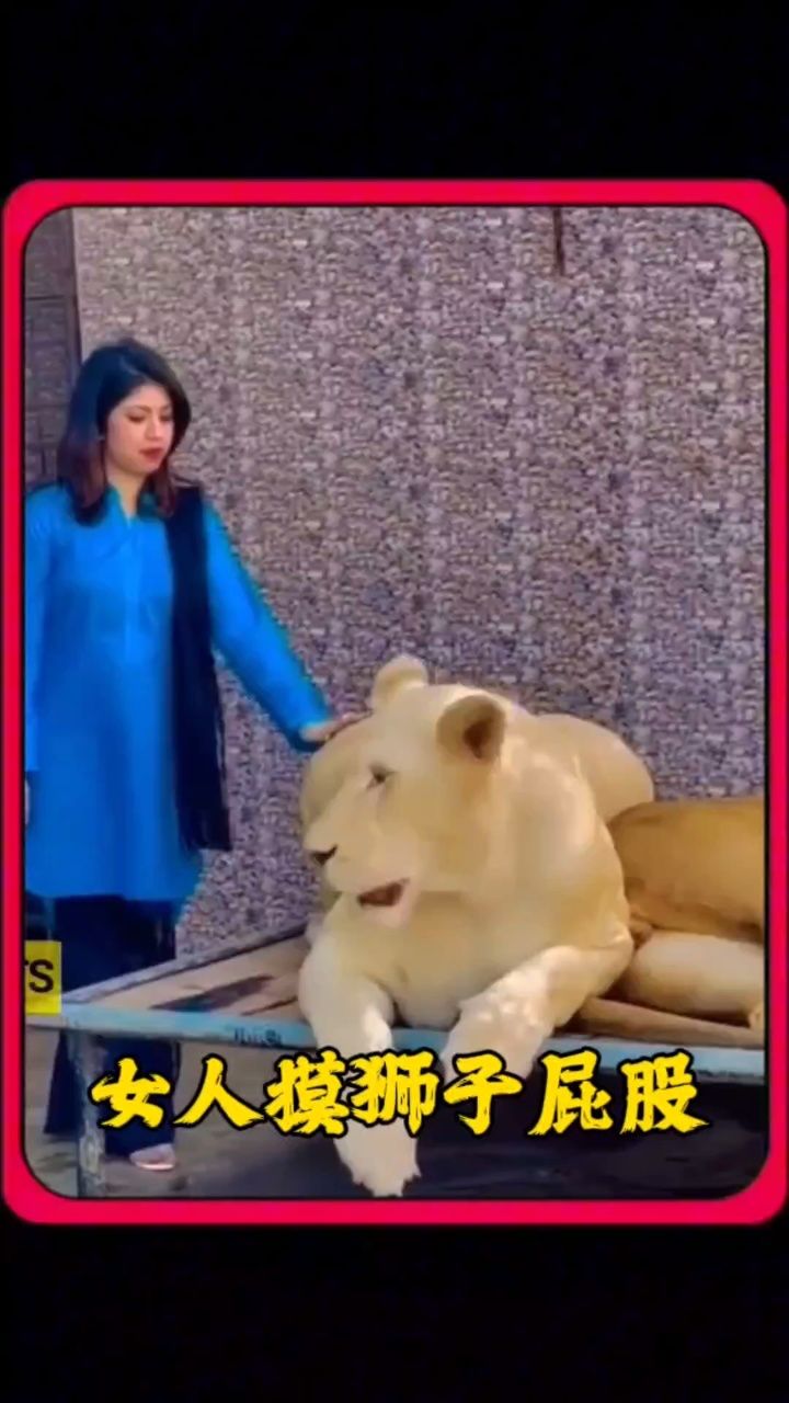 女人抚摸狮子屁股