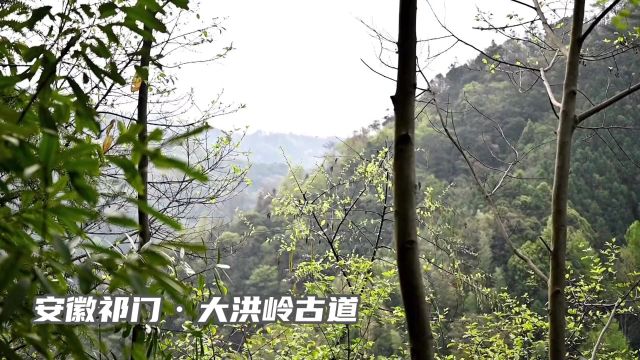 大洪古道位于祁门、黟县、石台、黄山区4县区交界处.它是古徽州通往当时省会安庆的必经之路,古时候的徽商就是经此处走出大山,纵横天下.