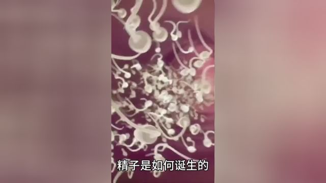 精子的一生,有多坎坷?精子比你想象的优秀