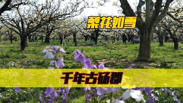 安徽版梨兰会,清明游砀山梨树王景区,人声鼎沸