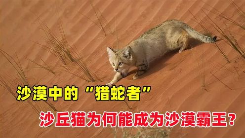 沙漠中的“猎蛇者”，把蛇当辣条，沙丘猫为何能成为沙漠霸王
