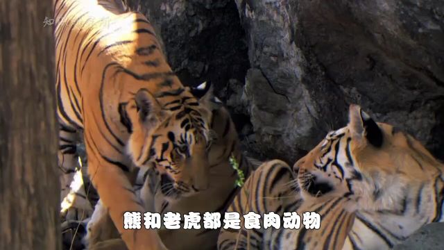 挂甲野猪惹不得?虎熊都害怕挂甲野猪?遇上野猪我们如何应对?