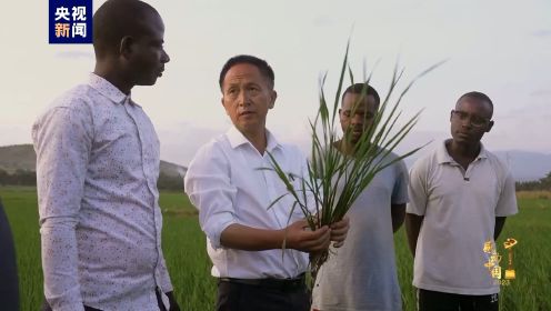 感动中国丨杨华德：60岁的他在非洲推广中国杂交水稻