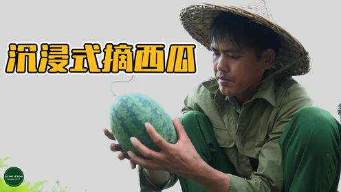 晚上失眠睡不着?快来和阿军体验沉浸式摘西瓜,过程看着超解压