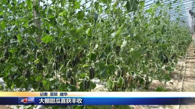 这里的“博洋9号”甜蜜上市啦