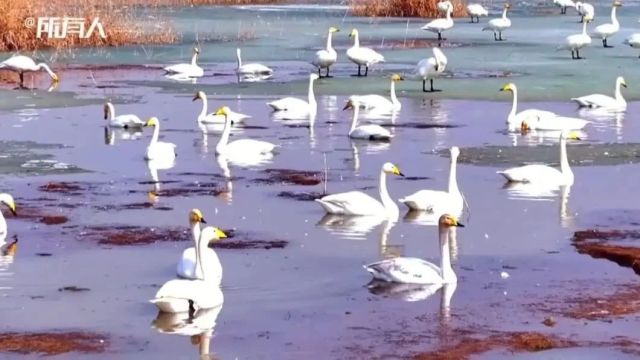 【鸿雁知天下】最高气温20℃!巴彦淖尔未来几天天气...