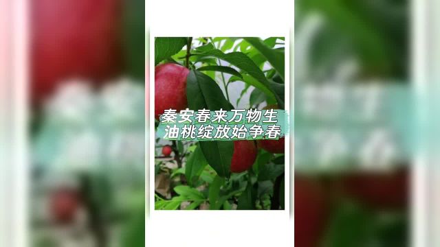 秦安春来万物生 油桃绽放始争春