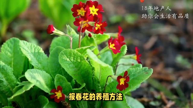 报春花养成记:6步打造家庭园艺的绚丽风景