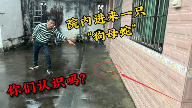 暴雨中院内进来一只“狗母蛇”,很多人没见过,看看你们认识吗?