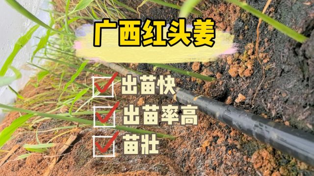 水溶肥厂家广西南宁红头姜由于今年前期气温忽高忽低导致不出苗,出苗率低,用夫沃施沃叶根乐夫,沃叶微生物菌剂,沃纳姆,出苗快,苗壮.