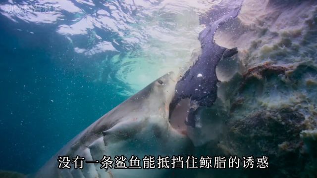 一头鲸鱼因为车祸死在了海面上 它的死亡为海洋生物迎来一场盛宴