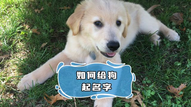 给狗狗取啥名字好?主打一个吉祥!