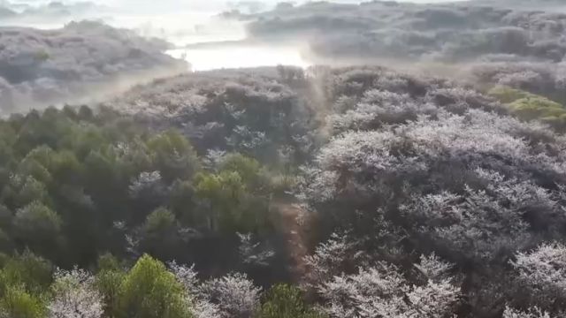 百花齐放春满园,安徽郎溪:漫山樱花迎客来,如云似霞春光好