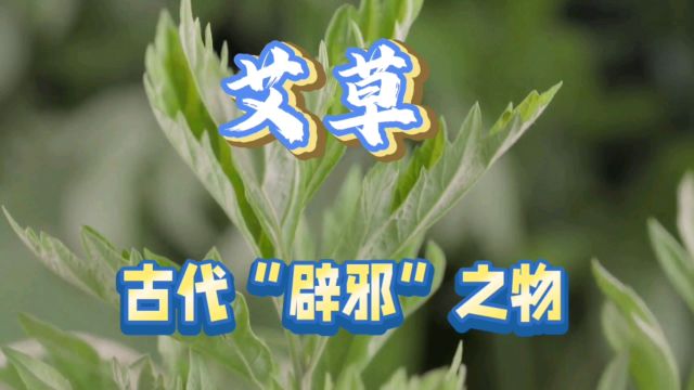 艾草的神奇药用:从古至今的消灾辟邪传说