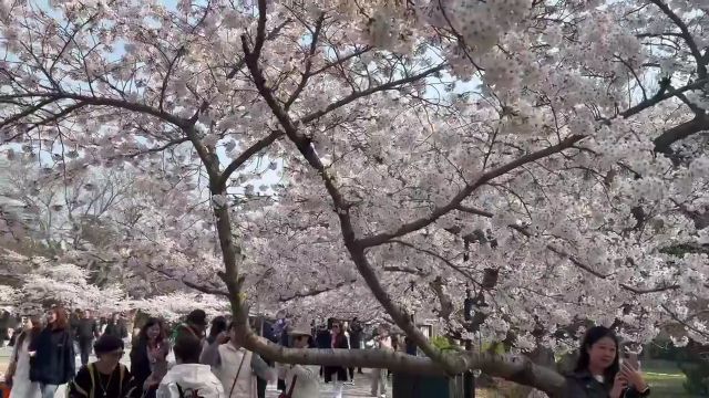 徜徉樱花海