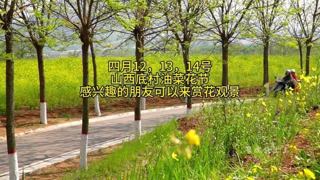 山西底村油菜花图片