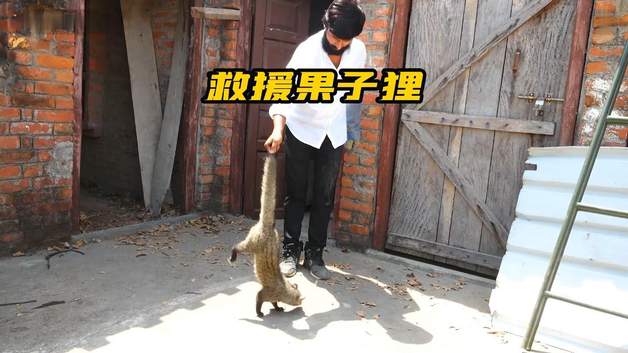 豪哥救援果子狸,没想到野生动物那么凶猛!