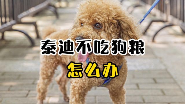 泰迪犬不吃狗粮怎么办?这些方法赶紧收藏!