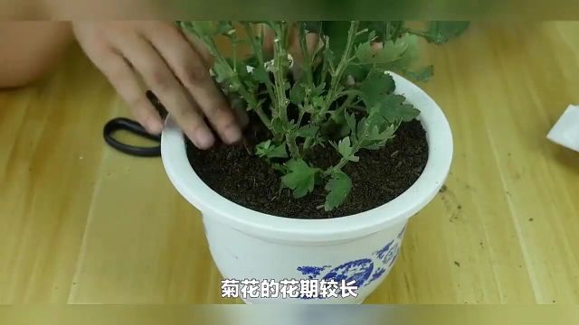 菊花开花期间怎么浇水和施肥,你知道怎么做吗?